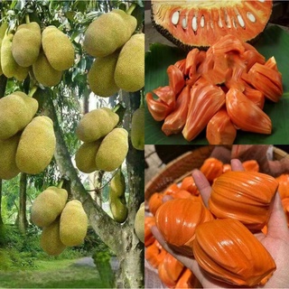 Cây giống mít ruột đỏ sơ đỏ ( GIỐNG GHÉP CHO TRÁI SỚM)