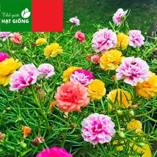 🌟200 HẠT GIỐNG HOA MƯỜI GIỜ KÉP NHIỀU MẦU🌟BÔNG TO CÁNH KÉP CỰC KỲ ĐẸP