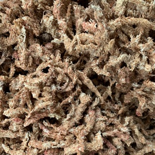 Giá Thể Trồng Bắt Mồi(Rêu sâu Chile)