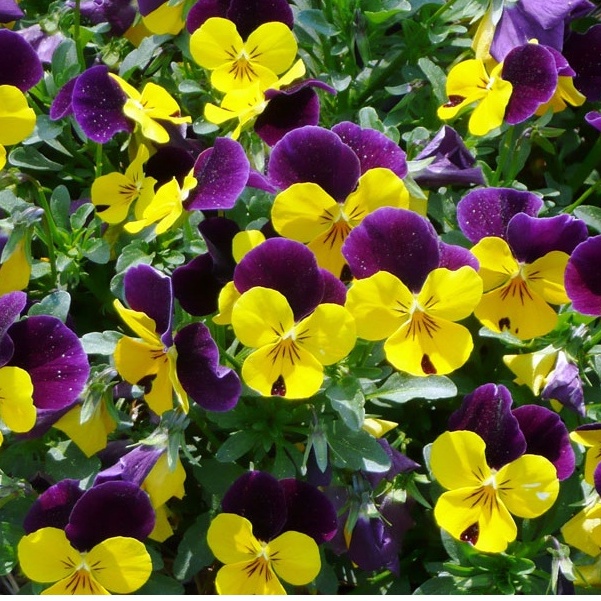 Shop 1K - 20h Hạt Giống Hoa Păng Xê Pansy Mix Màu (C5.304| B21*V74)