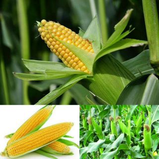 Hạt Giống Bắp Mỹ Lai F1 - Giống Sạch Bệnh, Sinh Trưởng tốt, Trái To gói 100gr