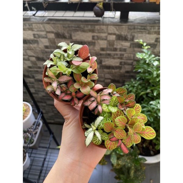 LÁ MAY MẮN MIX ĐỦ MÀU (TRỒNG TRONG VĂN PHÒNG)