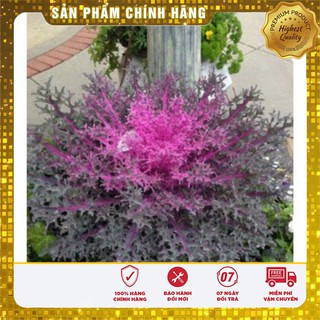 Hạt giống cải đuôi phụng đỏ Hạt giống rau cải ngon