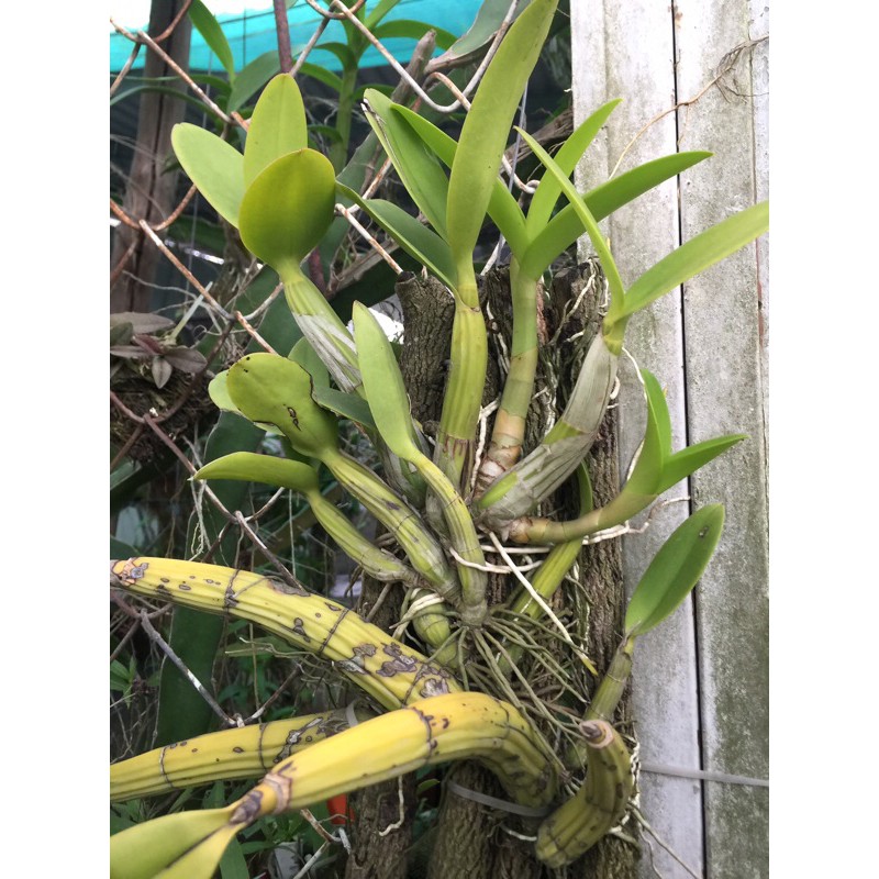 Lan ống điếu ghép gỗ