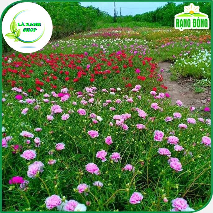 Hạt Giống Hoa Mười Giờ Cánh Kép Nhiều Màu, Dễ Trồng, Nở Hoa Liên Tục (gói 0,03 gram) - Hạt giống Rạng Đông