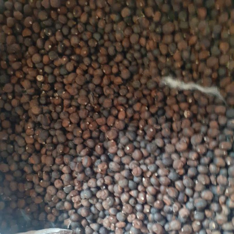 Hạt cây gòn giống