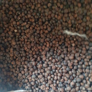 Hạt cây gòn giống
