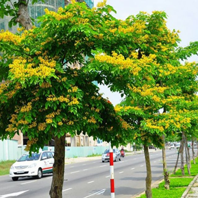 Cây giáng hương cao 70-200cm. cây đẹp.