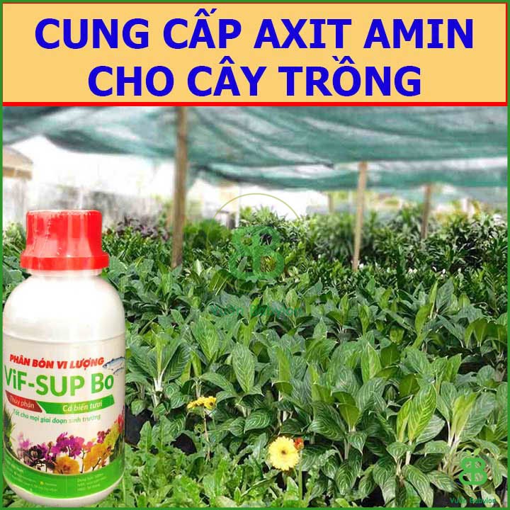 Phân Bón Vi Lượng Thủy Phân Cá Biển VIF SUP Bo Chai 100ml