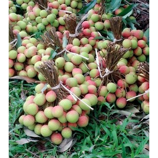 Cây giống Vải U Hồng ( vải u trứng ) ăn ngon như vải thiều