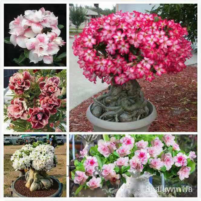hoa hồng sa mạc bốn mùa trồng trong chậu 30h