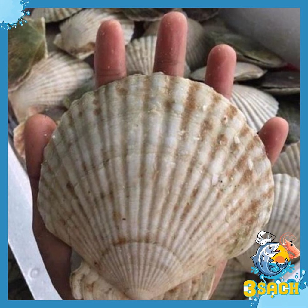 1KG Sò Điệp Nhật Loại To  Thực Phẩm 3 Sạch