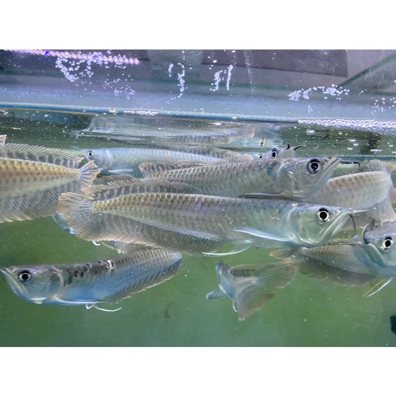 CÁ CẢNH(ngân long)