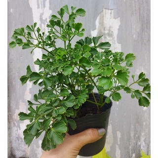 Đinh lăng lá tròn, đinh lăng đồng tiền