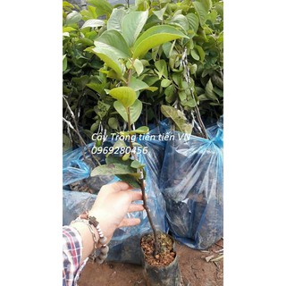 Cây Giống Hồng giòn