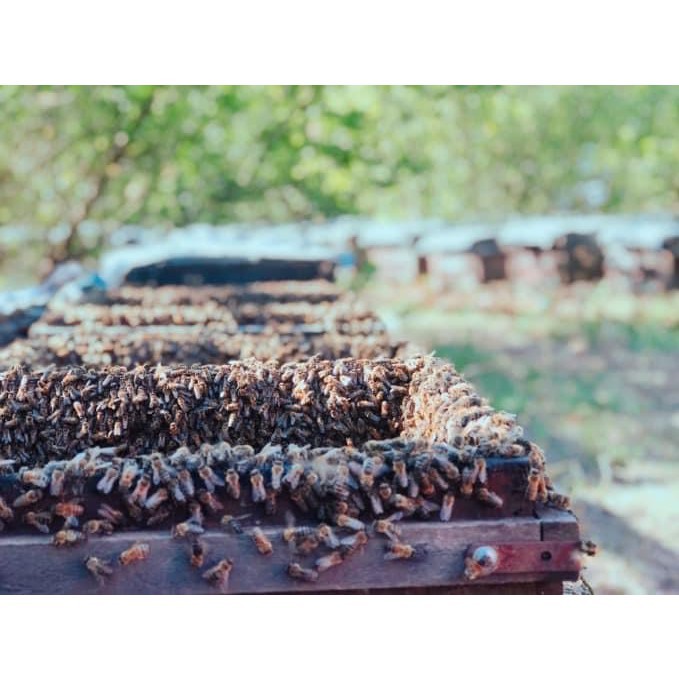 Mật ong sú vẹt Giao Thủy Nam Định 500 ml - Đặc sản tự nhiên từ vườn ngập mặn quốc gia Xuân Thủy
