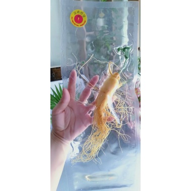 Nhân sâm Hàn Quốc,tách lẽ một củ sâm tươi  loại 1kg 25 củ