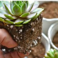 1 kg Đất Trồng Sen Đá, Xương Rồng Giàu Dinh Dưỡng