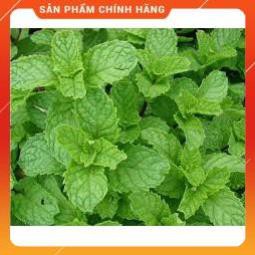 HẠT GIỐNG HÚNG BẠC HÀ GÓI 0,1G