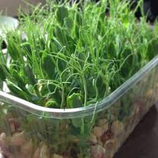 30 gram mầm đậu hà lan 5-7 ngày thu hoạch