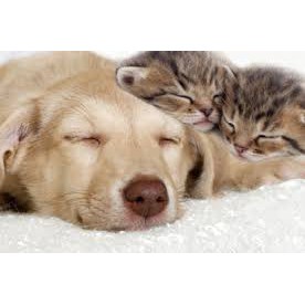 THẢM LÔNG DÀNH CHO THÚ CƯNG - KÍCH THƯỚC 50 X 70 CM