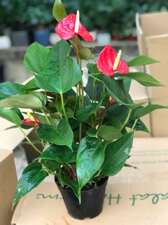 Hồng môn đỏ( chậu nhựa)
