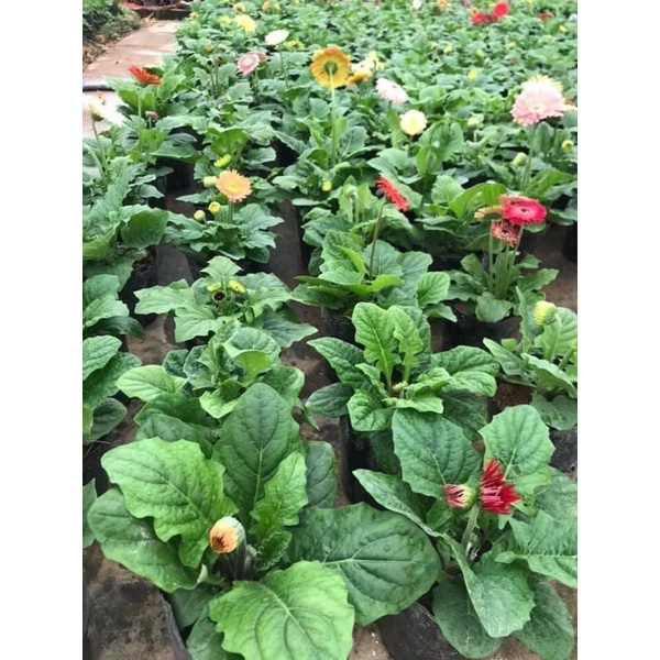 Hoa ĐỒNG TIỀN bầu sẵn NỤ HOA