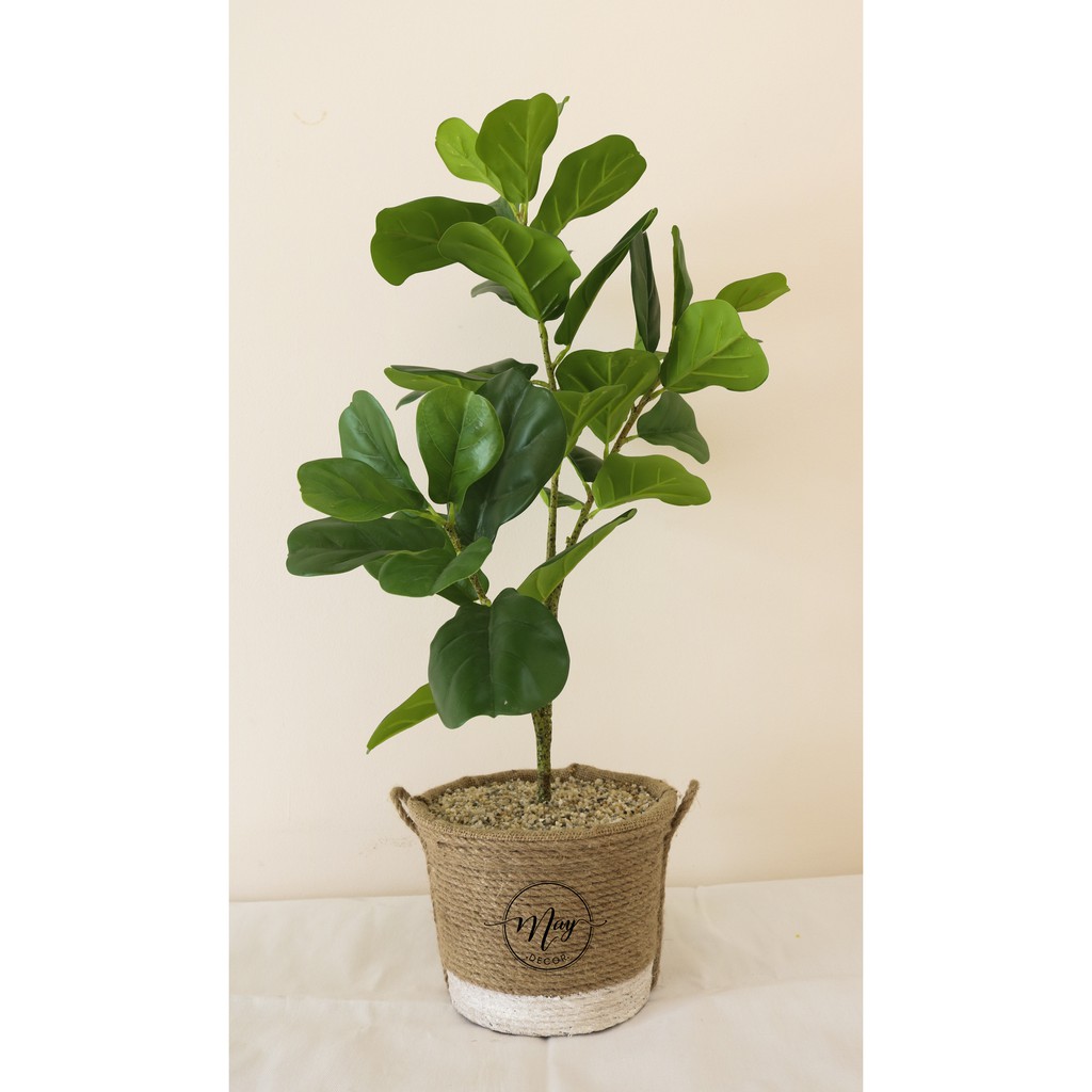 Set chậu cây bàng non singapore