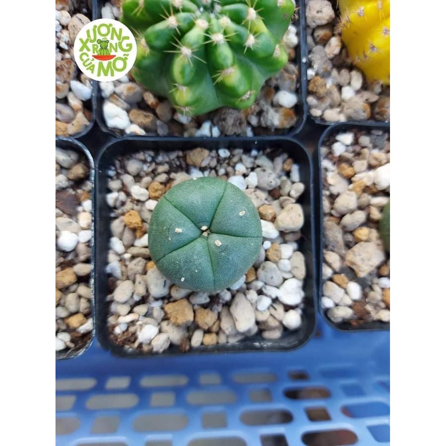 Xương rồng lopho hàng hạt rễ củ (lophophora)