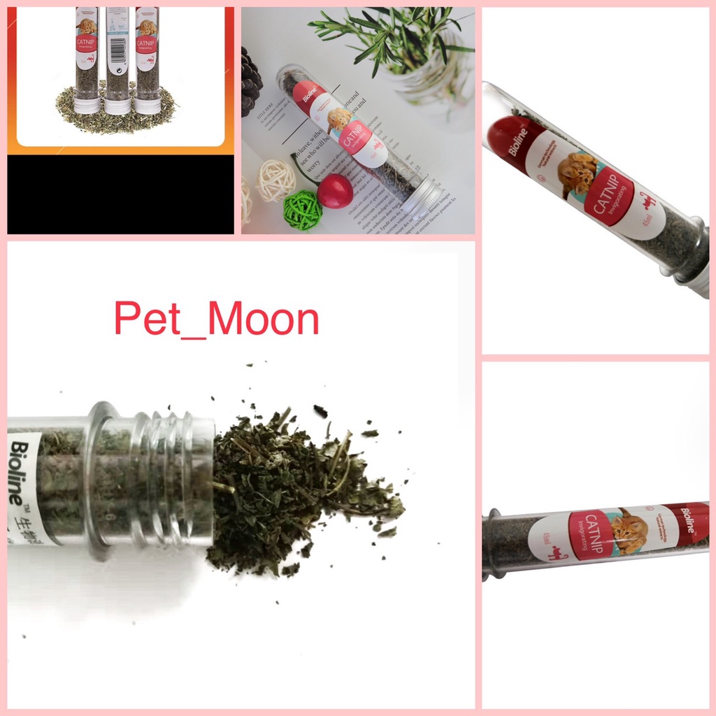 Cỏ Bạc Hà CAT MIN, thức ăn cho mèo.