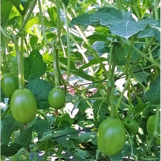 Hạt giống dưa hấu nụ ( dưa canh) Phú Nông chịu nhiệt,kháng bệnh tốt,năng suất cao