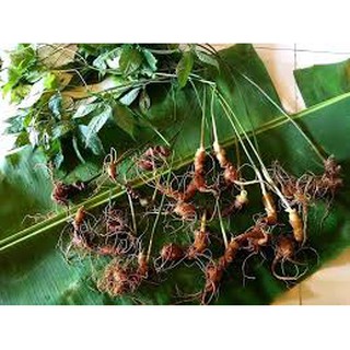 CÂY GIỐNG SÂM NGỌC LINH