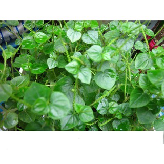 Hạt Giống Rau Càng Cua 0.5gr
