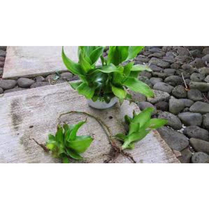 5 Cây lược vàng