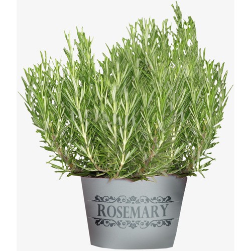 Hạt giống Hương thảo Rosemary giống F1 20 hạt