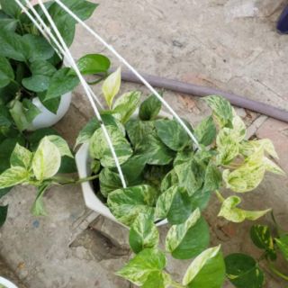 Trầu Bà Sữa