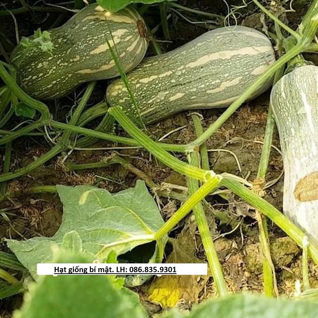 HẠT GIỐNG BÍ MẬT AN NHIÊN F1 AN56 GỐI 50 HẠT -  DỄ TRỒNG
