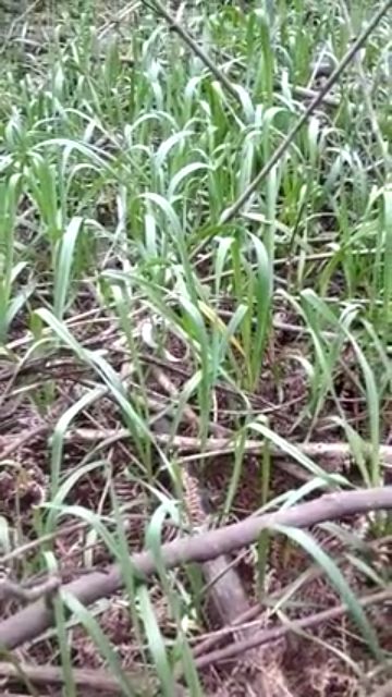 1kg tỏi cô đơn loại to đã nhặt sạch | BigBuy360 - bigbuy360.vn