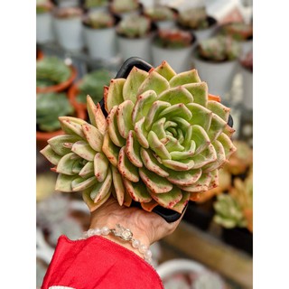 Sen đá pha lê Champagne