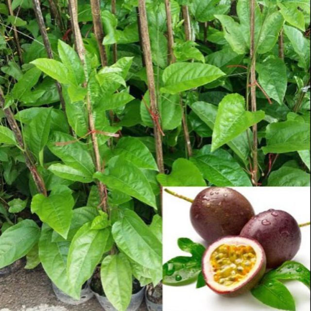 Hạt_Giống_Chanh_Leo_Tím
