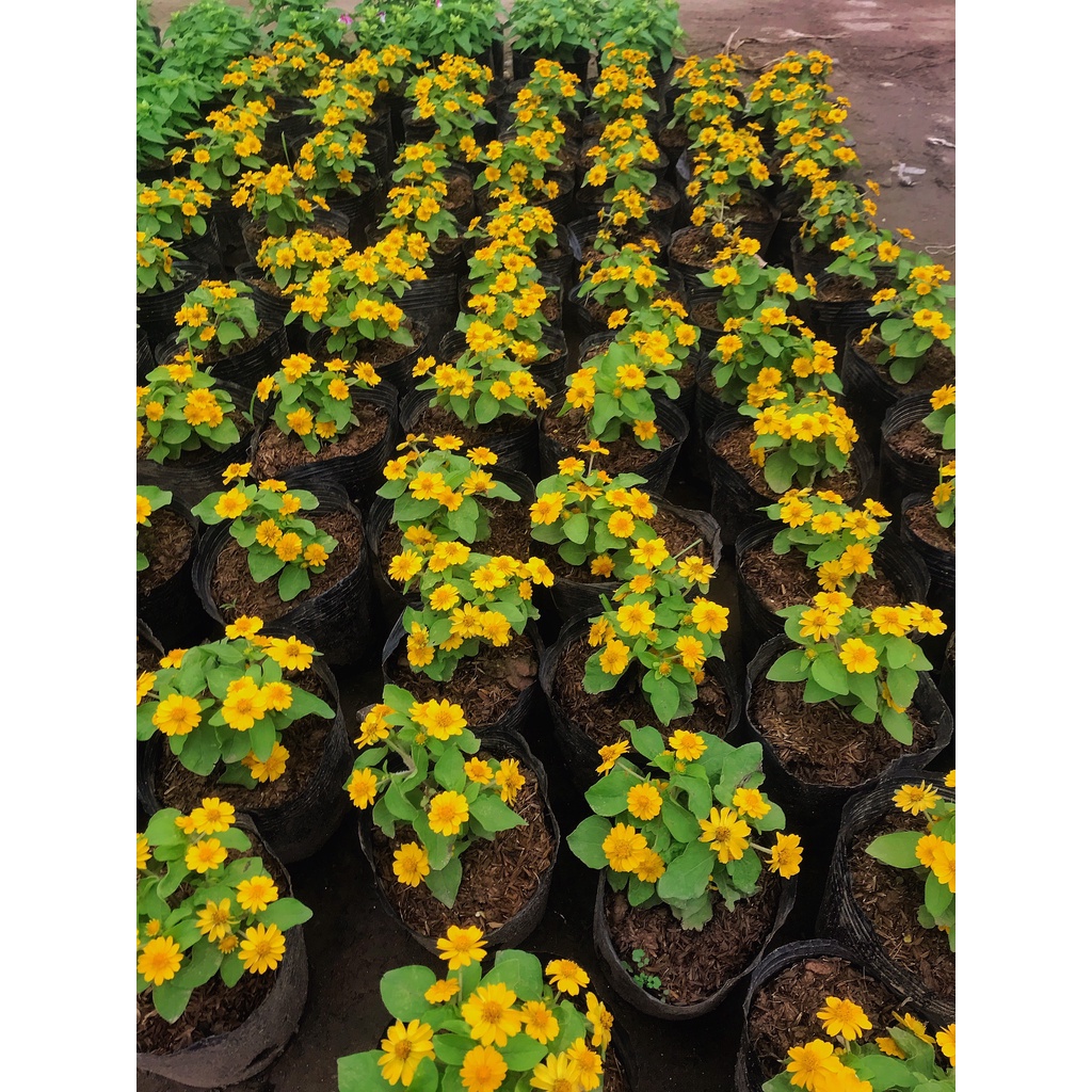 Cây hoa cúc mặt trời đã có hoa và nhiều nụ, cây cao 15 - 20cm có sức sống khỏe thích hợp trang trí sân vườn
