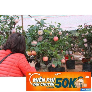 15 hạt giống táo lùn đỏ