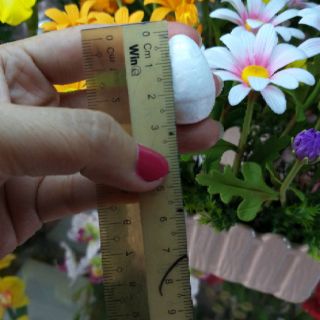 XỐP LÀM NỤ 3.0CM( HOA HỒNG,TULIP,SEN,DÂU TÂY ...)
