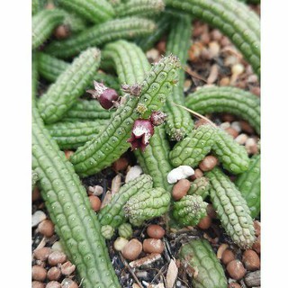 Sao biển Echidnopsis ericiflora