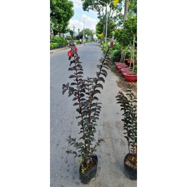 Tường vi huyết long