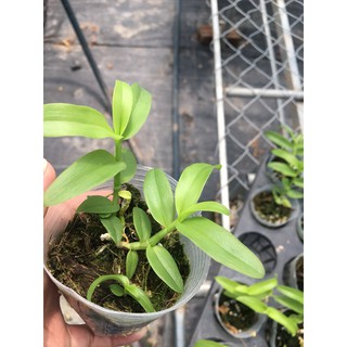 Phi điệp 5ct phú thọ