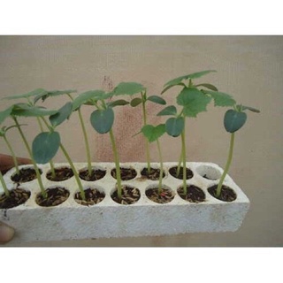Hạt Giống Dưa Lưới Xanh - 10 hạt
