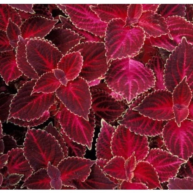 Hạt Giống Tía Tô Đỏ Coleus - Màu Đỏ Nhung, Rất Sặc Sỡ, Dễ Trồng, Cây Ưa Bóng Râm! (50 Hạt)