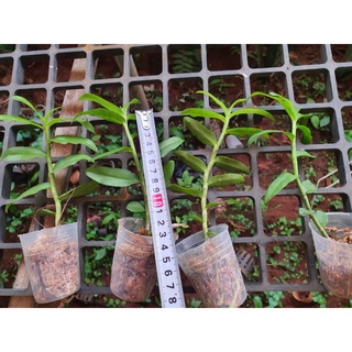 [Giá hủy diệt] phi điệp 5ct mủi trắng
