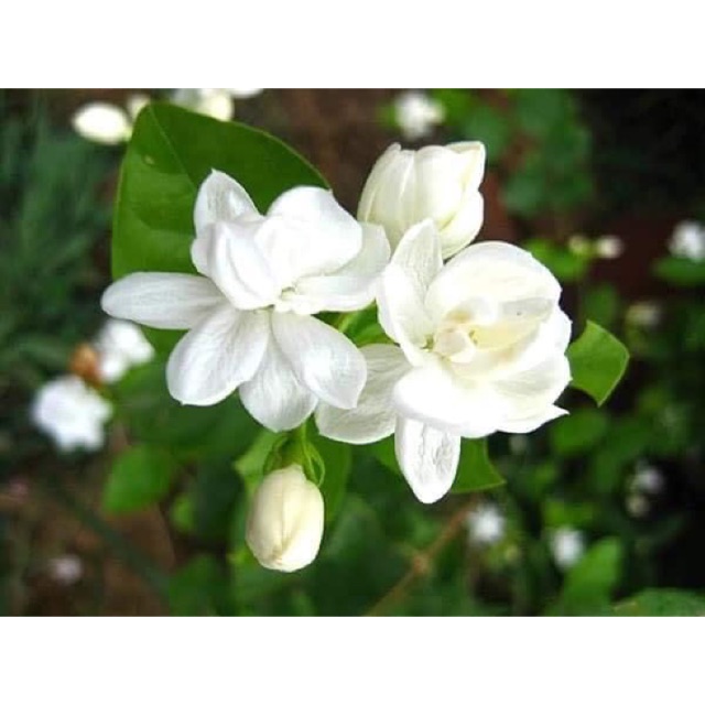 Nhài ta cây giống- cây nhỡ cao 60cm